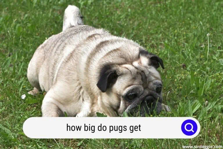 how big do pugs get