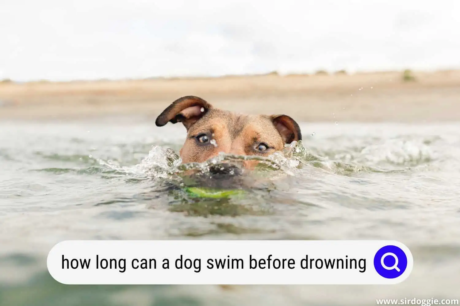 how long can a dog swim before drowning