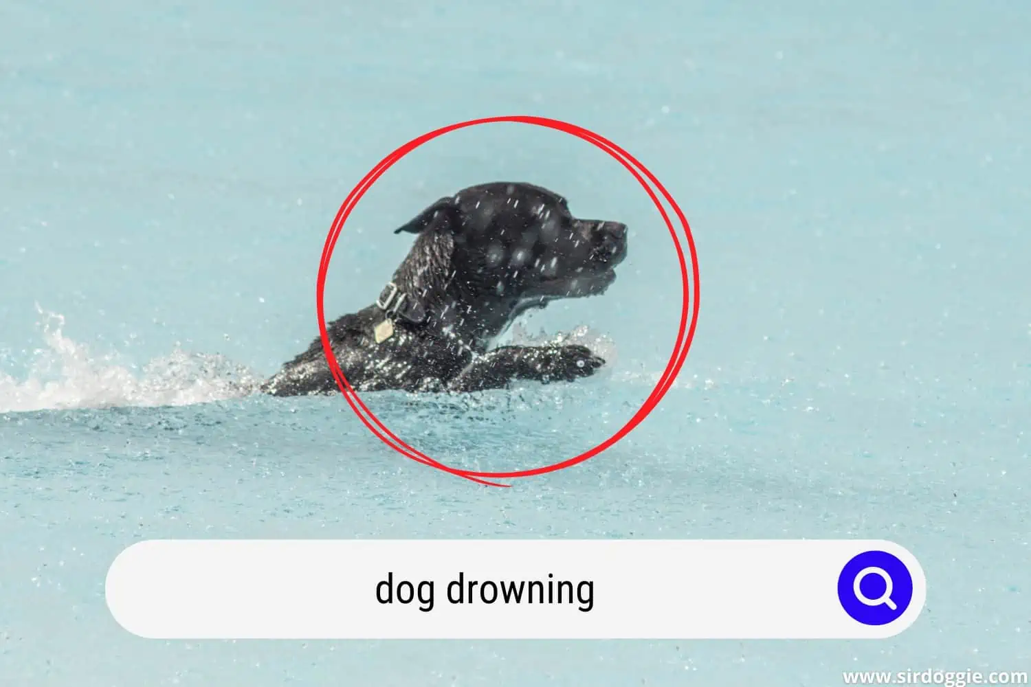 dog drowning