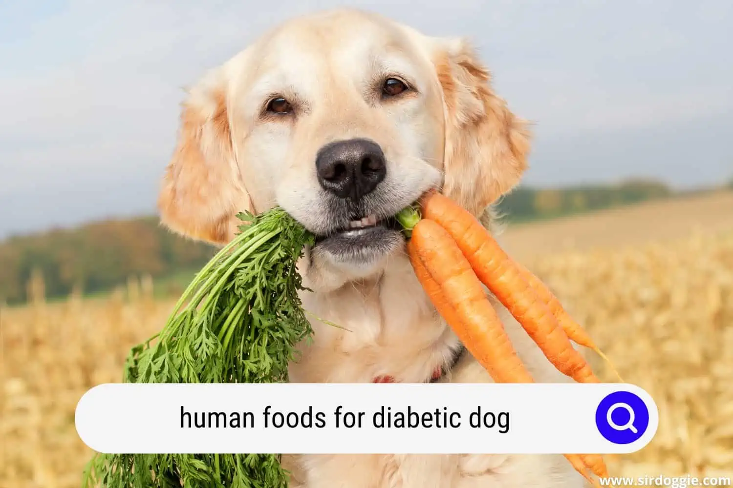 human foods for diabetic dog