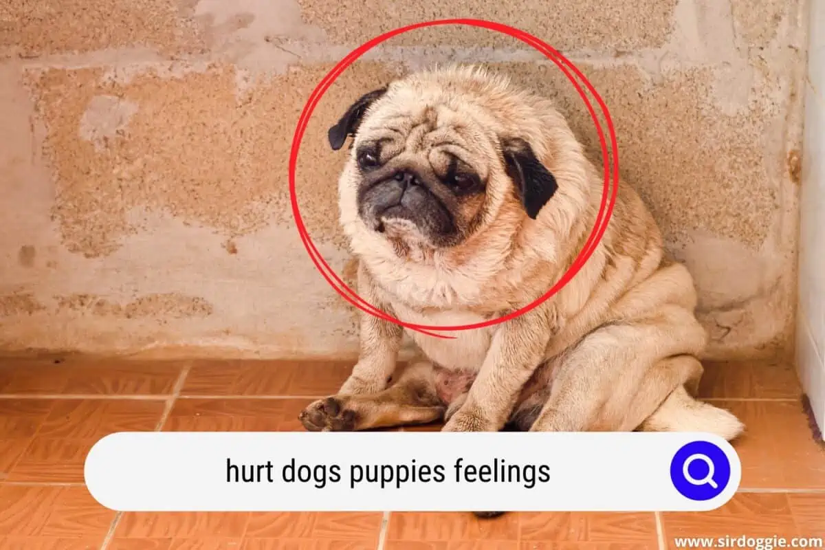 hurt dogs puppies feelings