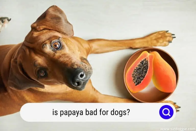 Is Papaya Bad For Dogs? Discover The 5 Good And The 4 Bad Fruits For Canines