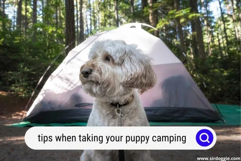 10 Useful Tips When Taking Your Puppy Camping
