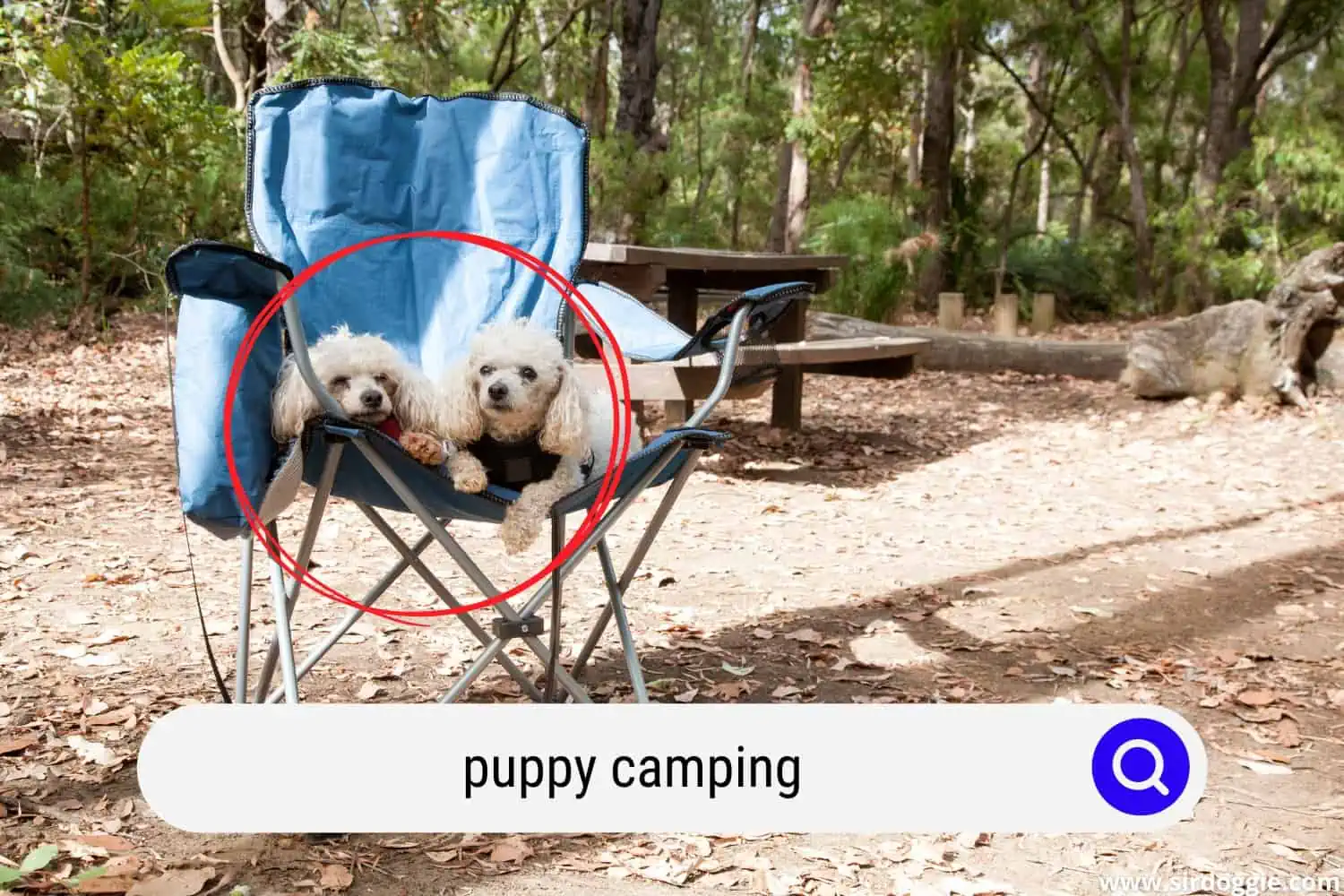 puppy camping
