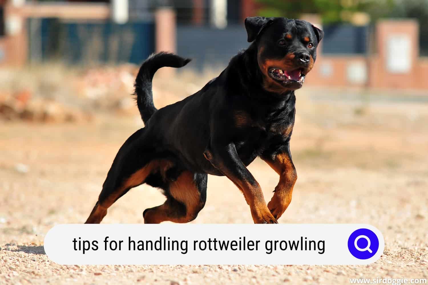 Rottweiler Rumbling Tips For Handling Rottweiler Growling - SirDoggie.com