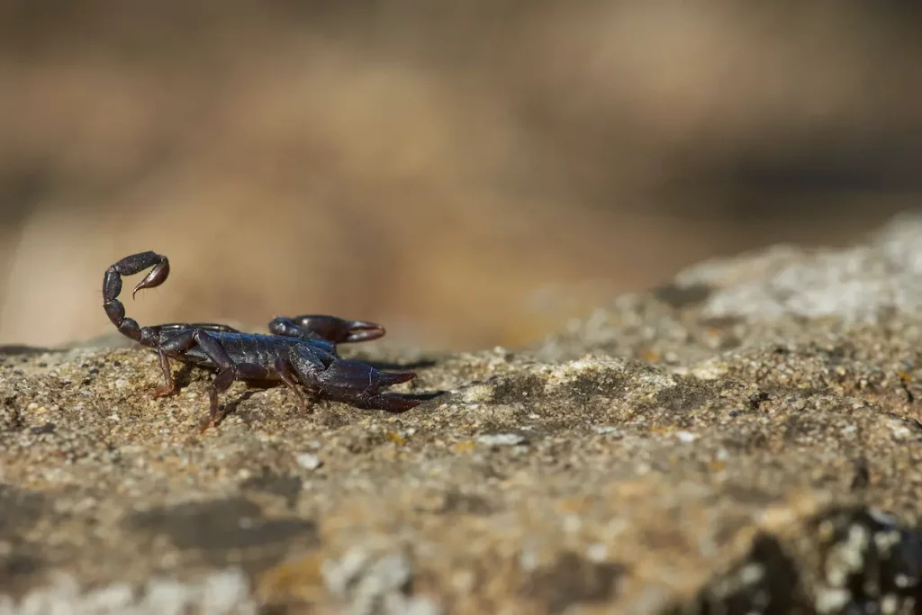scorpion walking on log