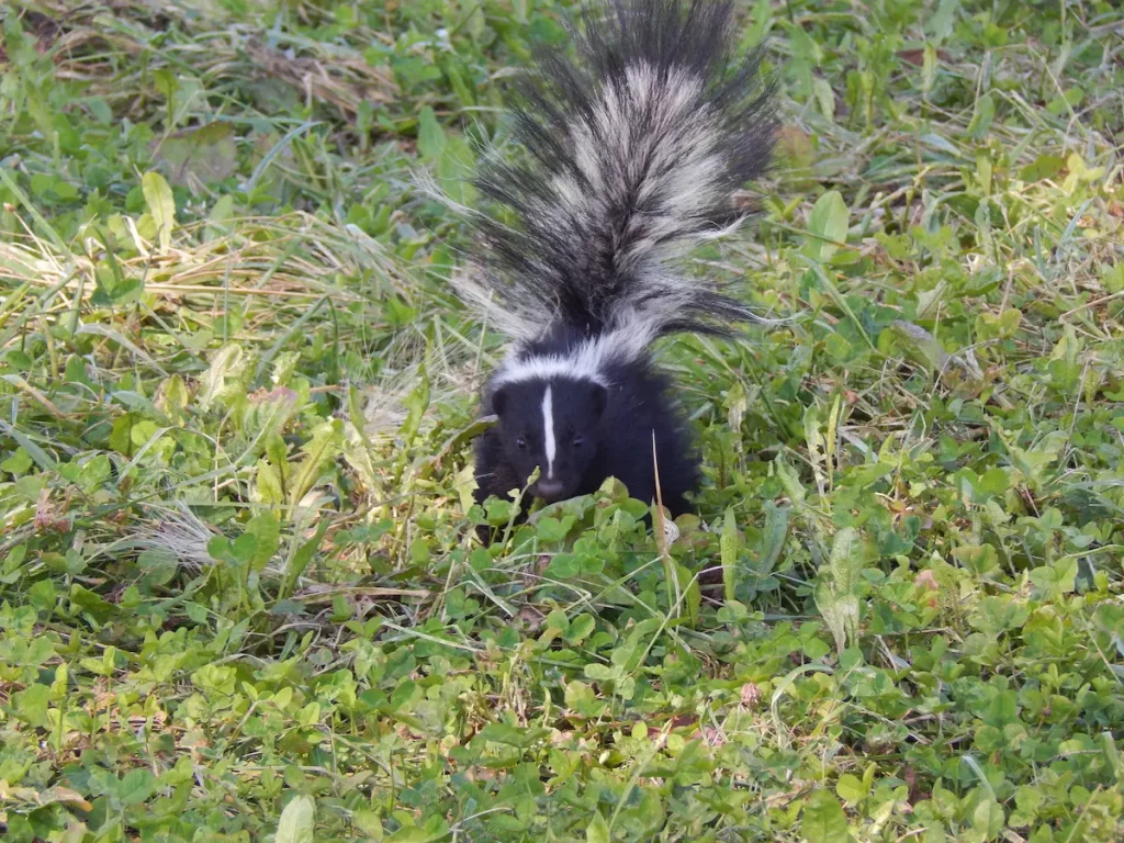 skunk walking through grass with tail up