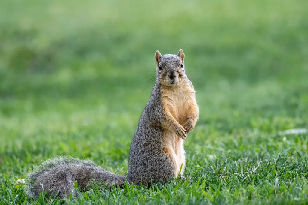 squirrel standing up straight on grass