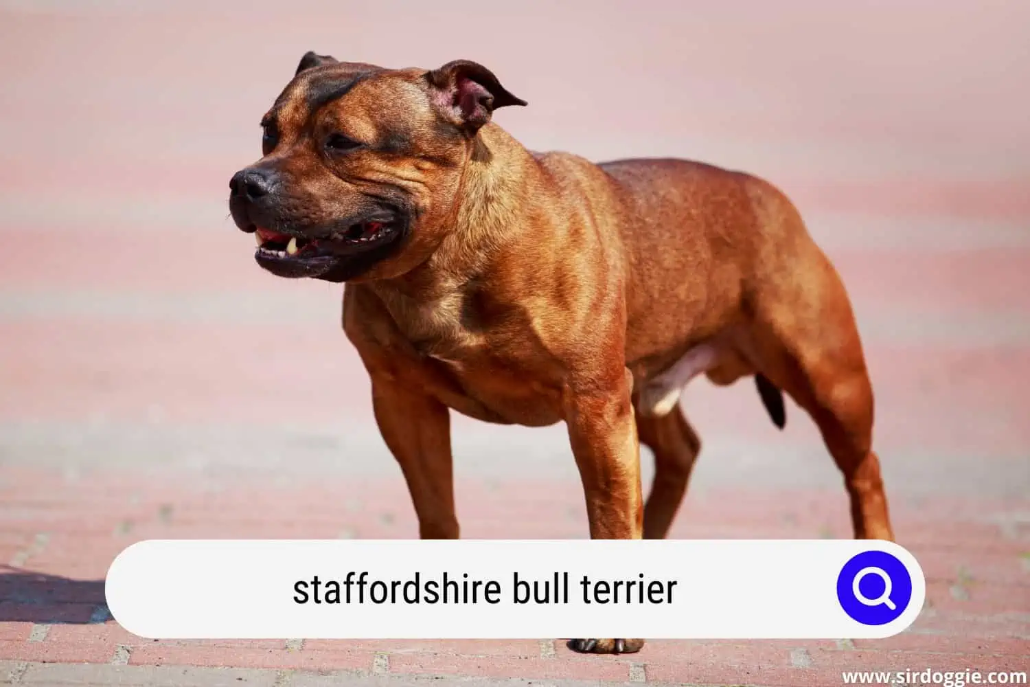 staffordshire bull terrier