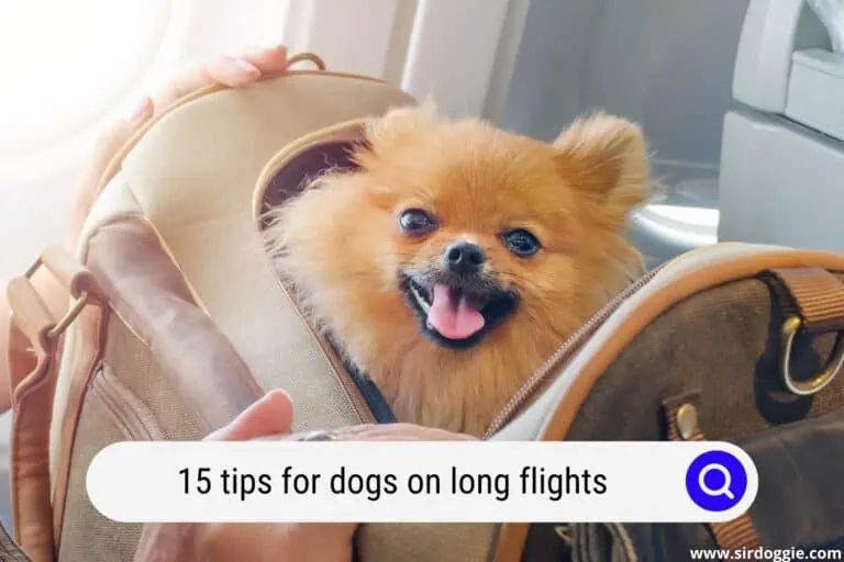 15 Tips For Dogs On Long Flights