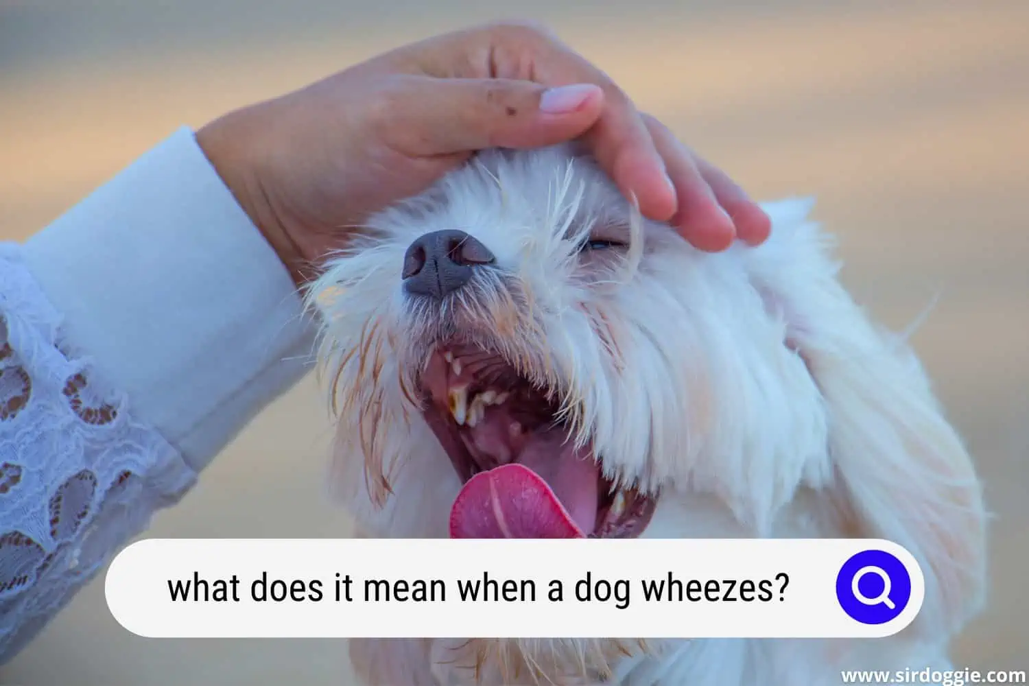 what does it mean when a dog wheezes
