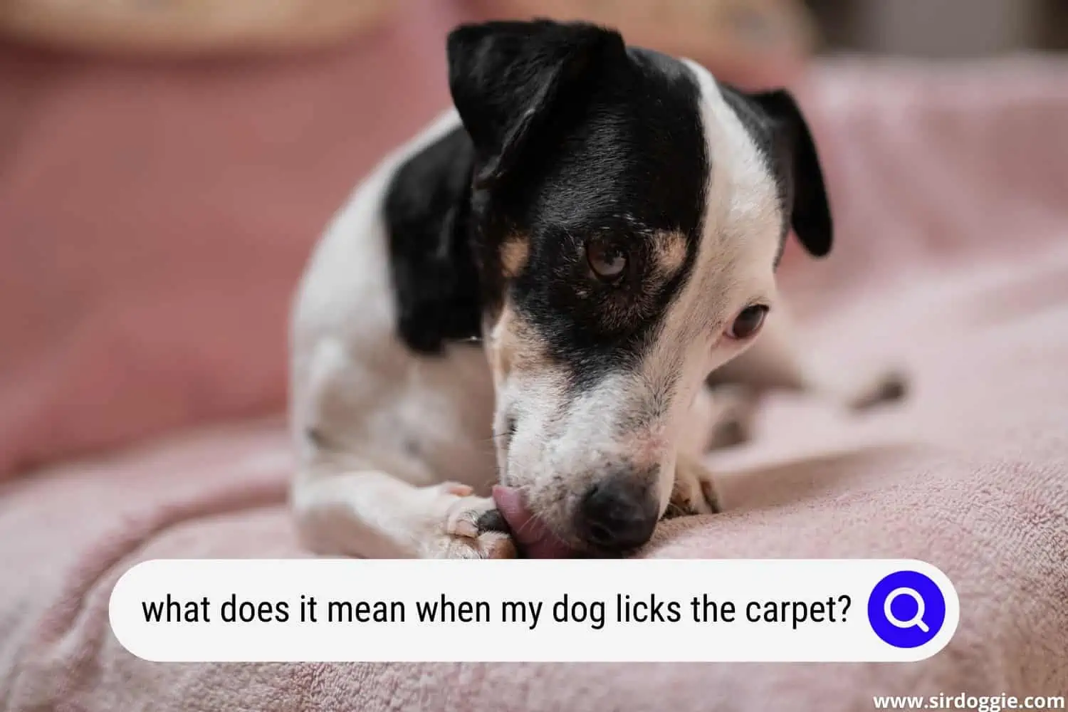 what does it mean when my dog licks the carpet