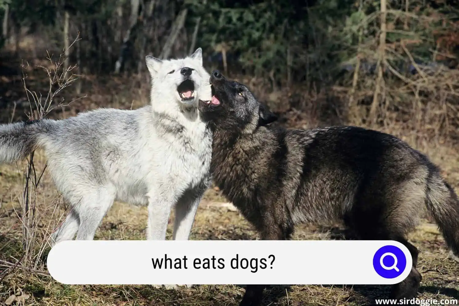 what eats dogs