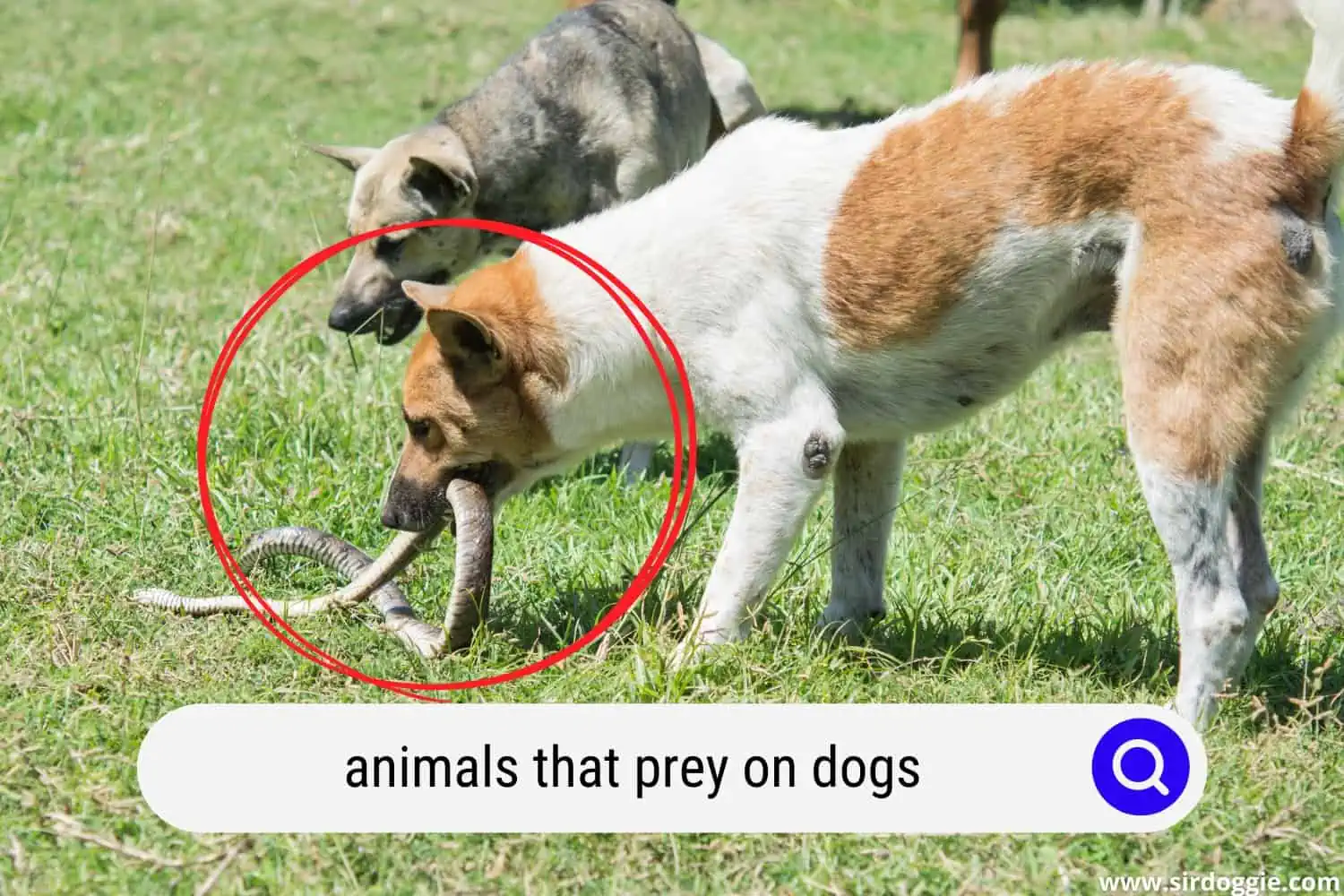 animals that prey on dogs