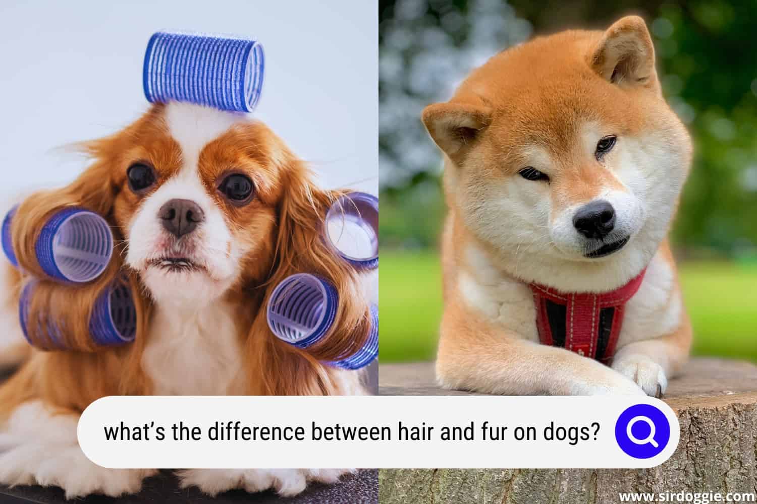 What's The Difference Between Hair and Fur On Dogs?