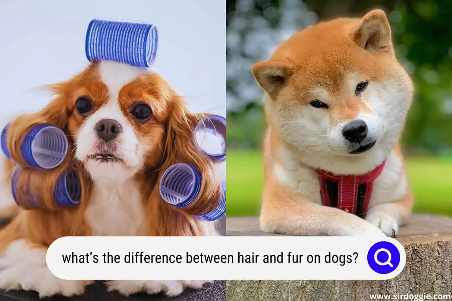 whats the difference between hair and fur on dogs