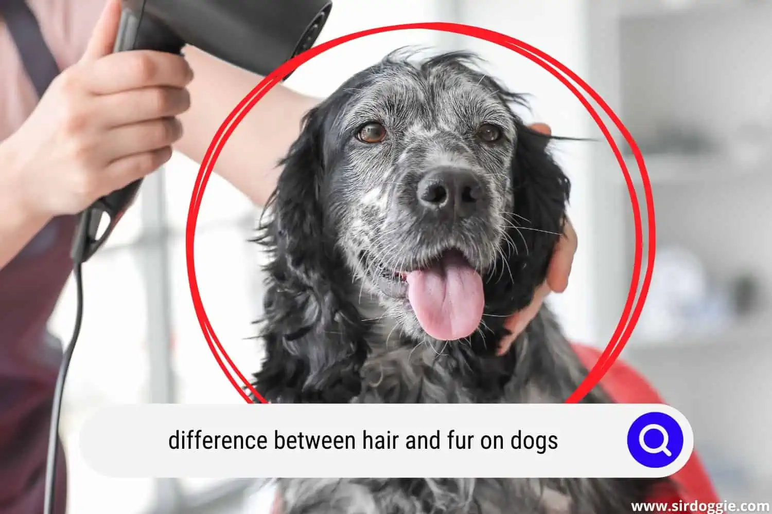 difference between hair and fur on dogs
