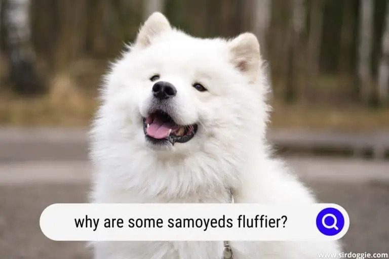 Why Are Some Samoyeds Fluffier Than Others?