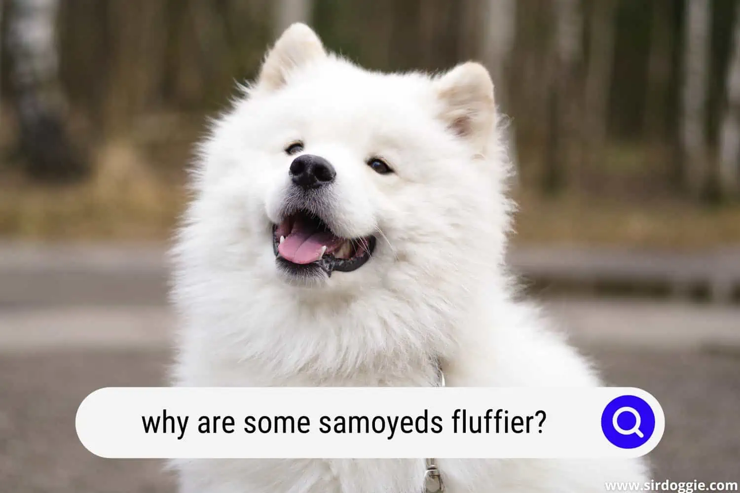 why are some samoyeds fluffier
