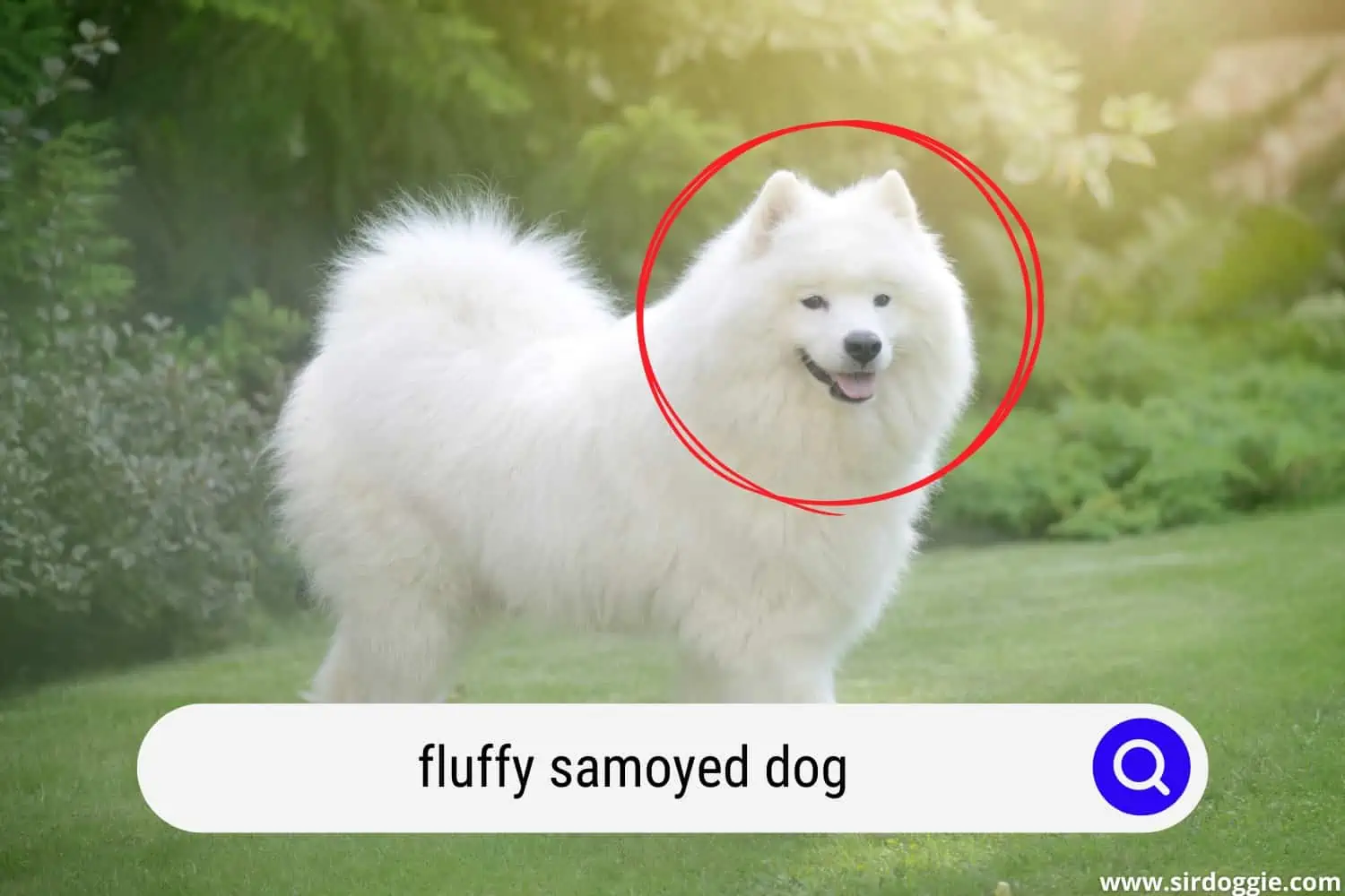 fluffy samoyed dog