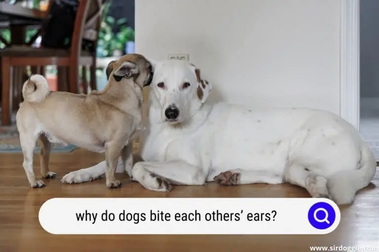 Why Do Dogs Bite Each Other’s Ears? Discover The 5 Astonishing Reasons For Such A Bizarre Behavior