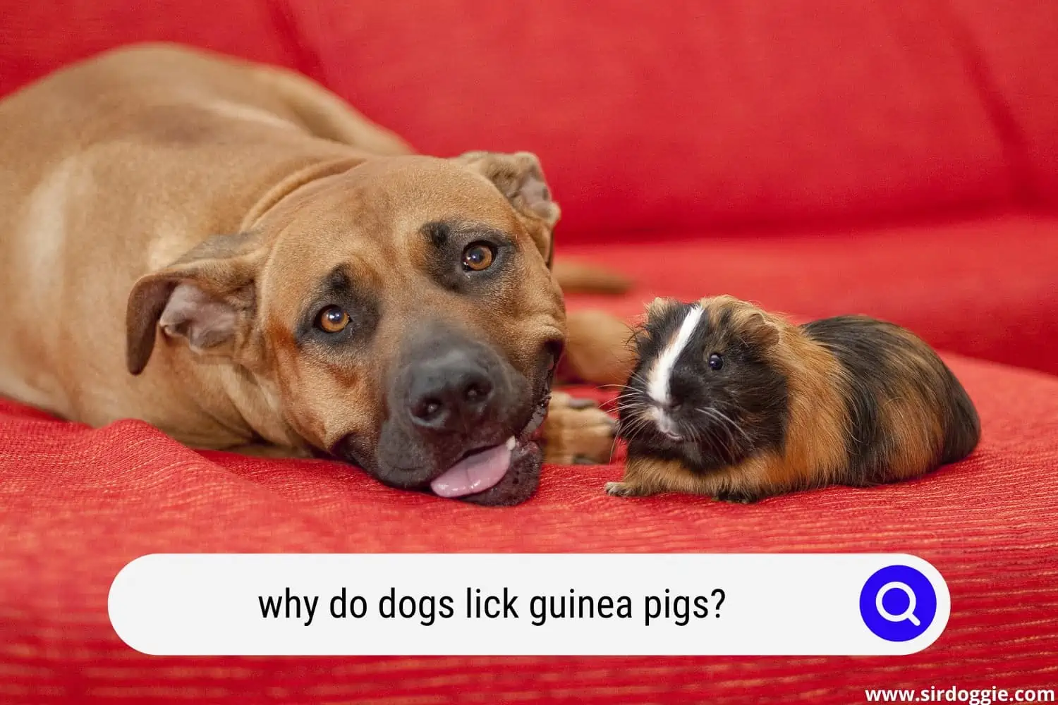 why do dogs lick guinea pigs