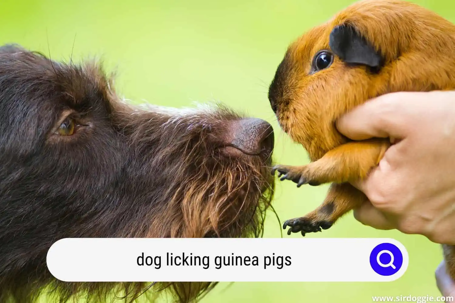 dog licking guinea pigs