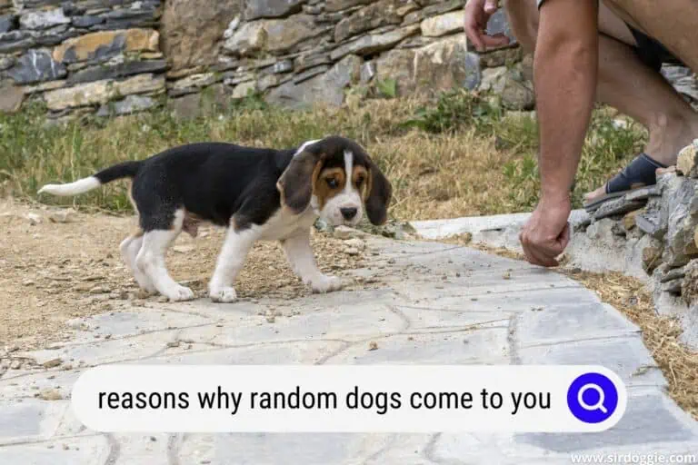 10 Reasons Why Random Dogs Come Up to You