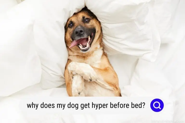 Why Does My Dog Get Hyper Before Bed?
