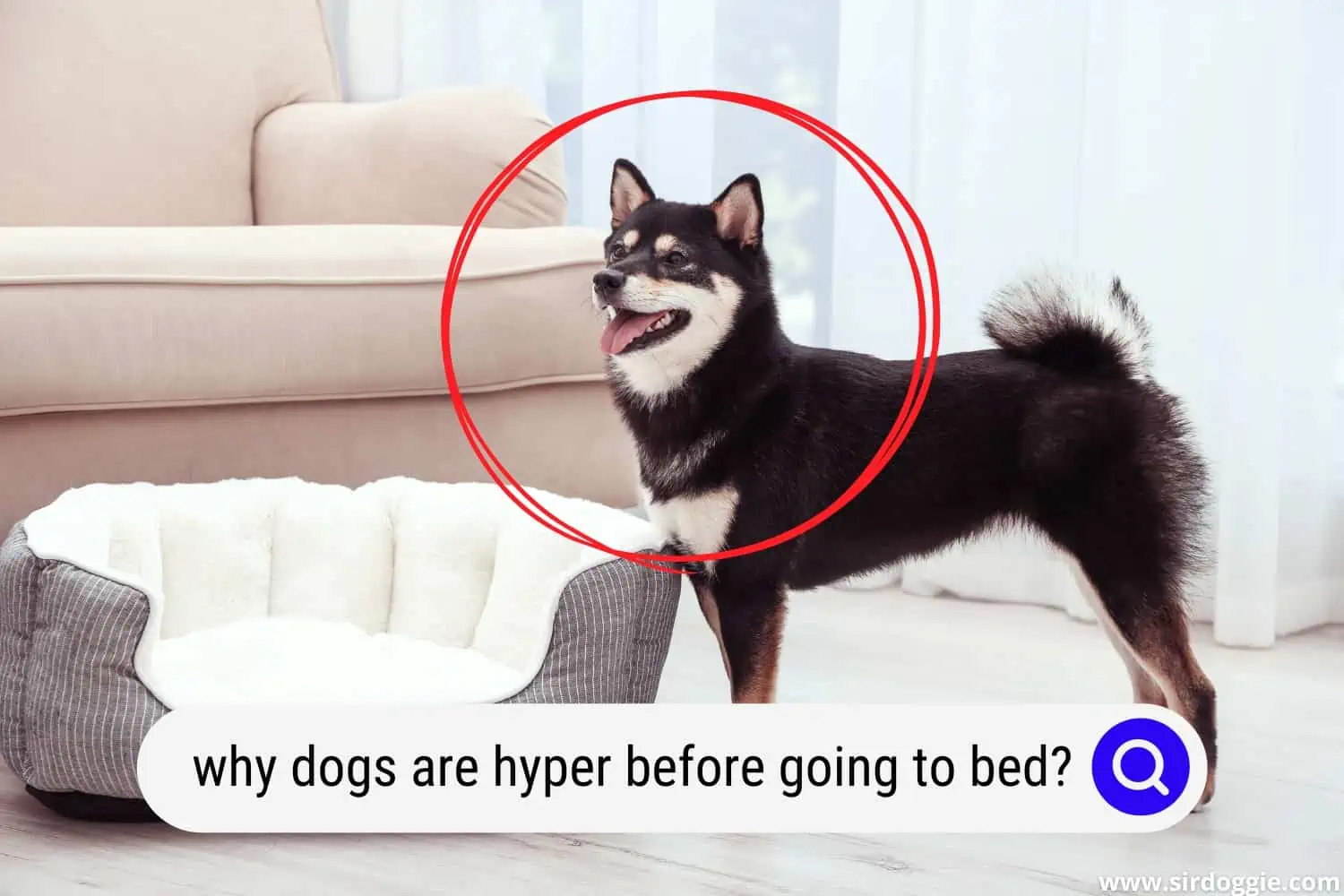 why dog hyper before bed