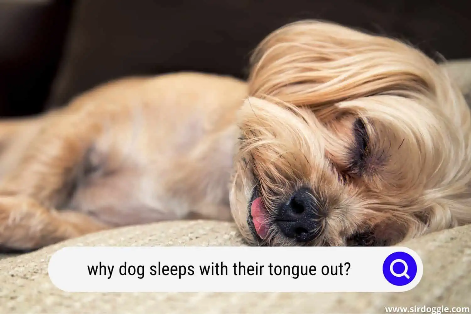 why dog sleeps with their tongue out