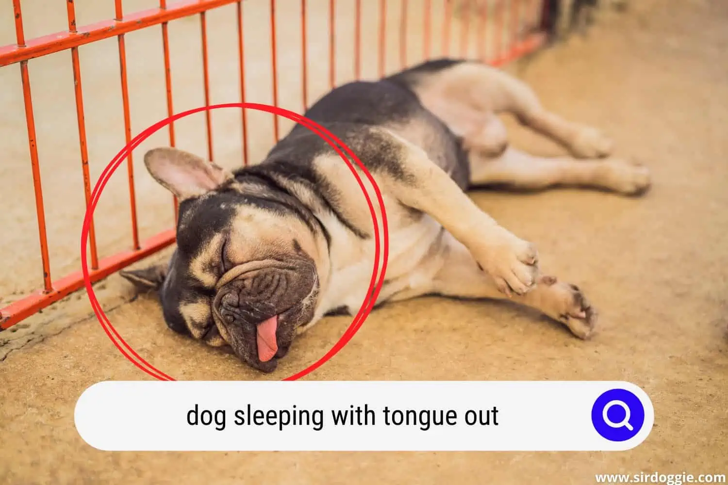 dog sleeping with tongue out