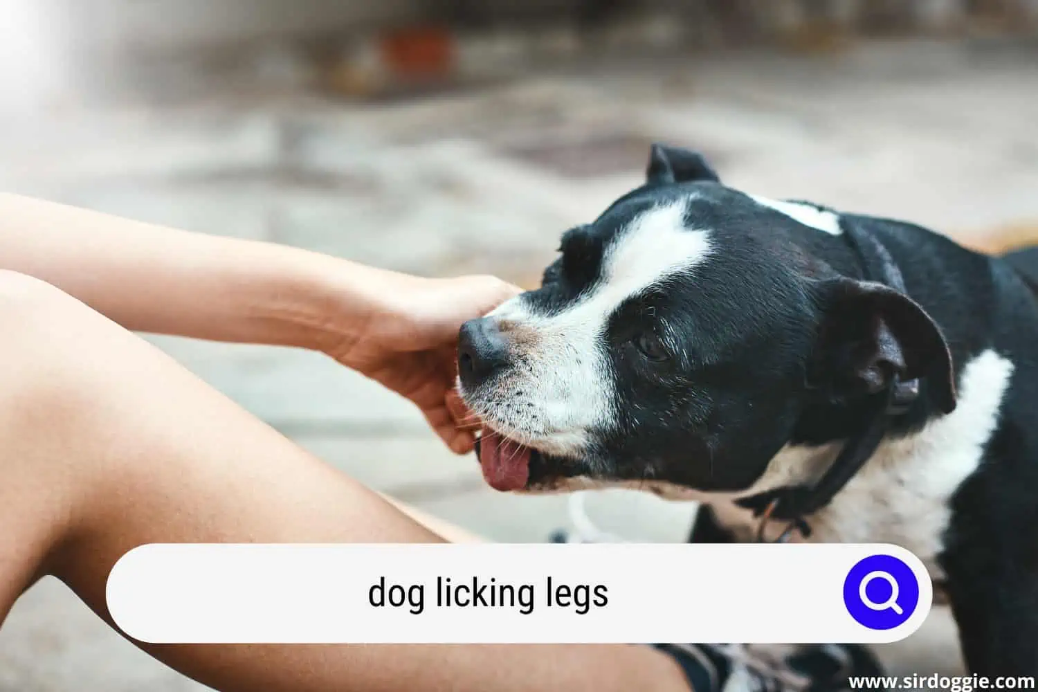 dog licking legs
