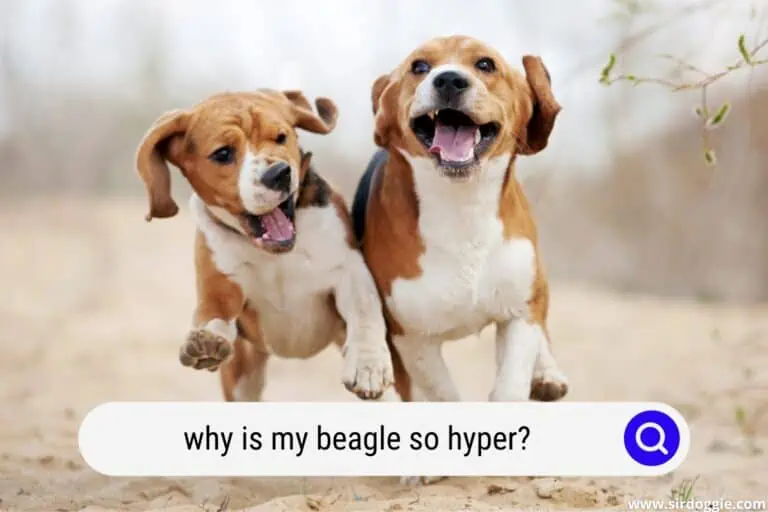 Why Is My Beagle So Hyper? [TIPS FOR CALIMG DOWN]