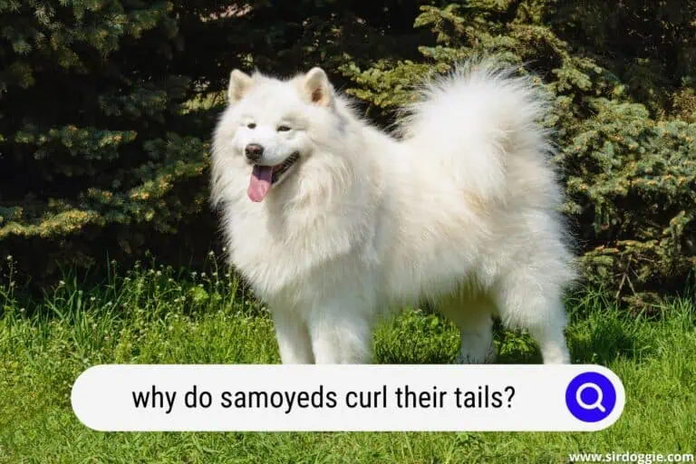 Why Do Samoyeds Curl Their Tails? [FIND OUT!]