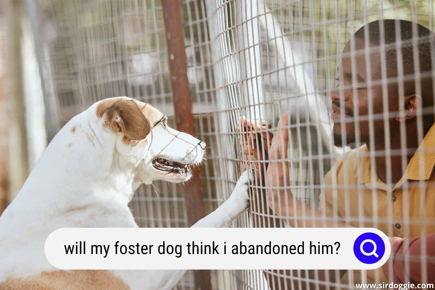 Will My Foster Dog Think I Abandoned Him? - SirDoggie.com