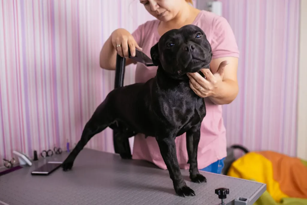Best Dog Dryers for Home Use