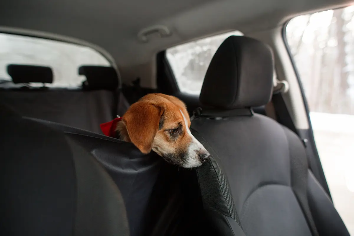 dog sticking head over leather seat cover for dogs