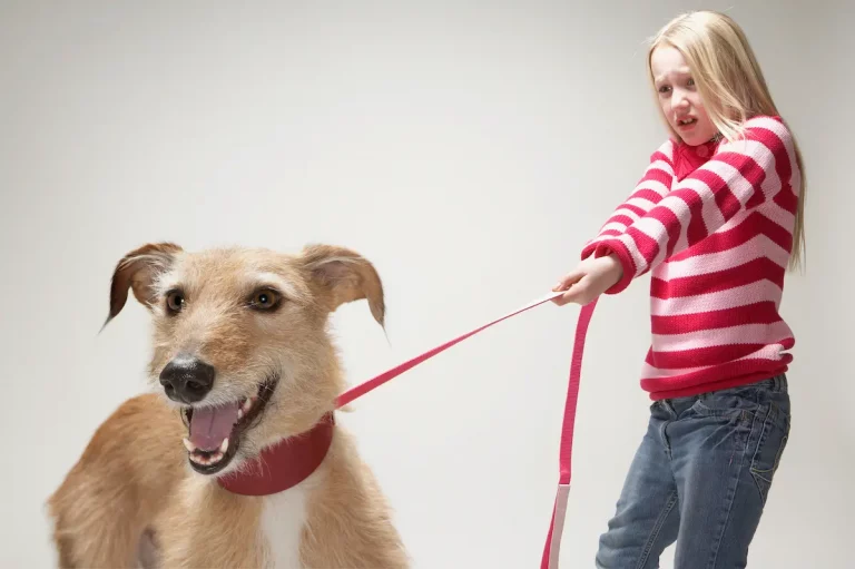 Can You Let Lurchers Off Their Leash? [ANSWERED]