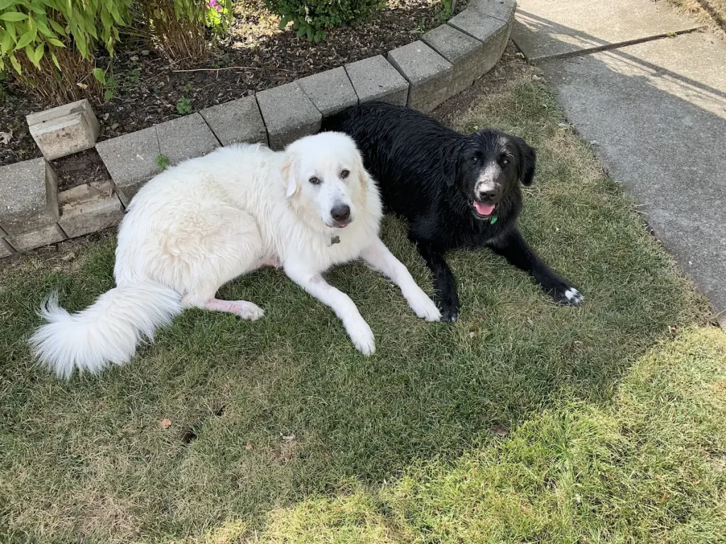 Great Pyrenees and Lab Mix
