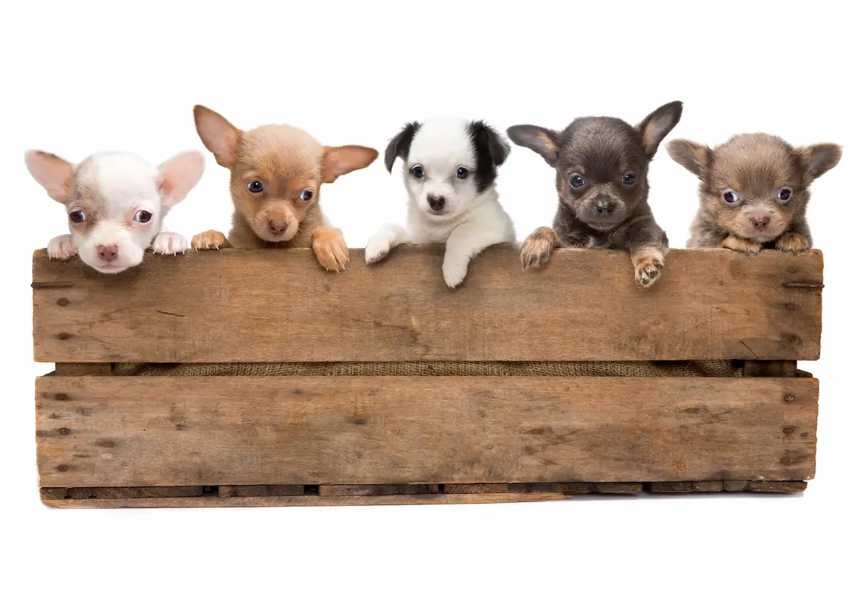crate full of chihuahua puppies