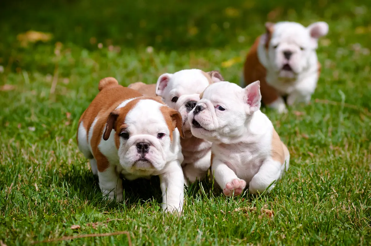 bulldog puppies running in grass