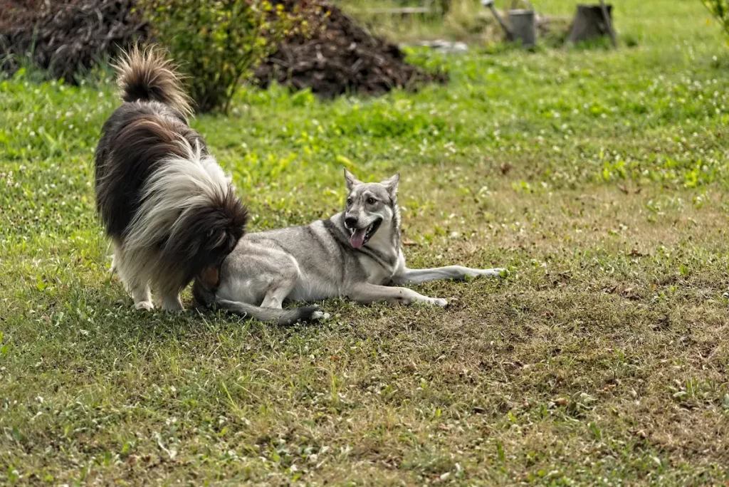 male dog sniffing female dog's privates to determine if ready to mate