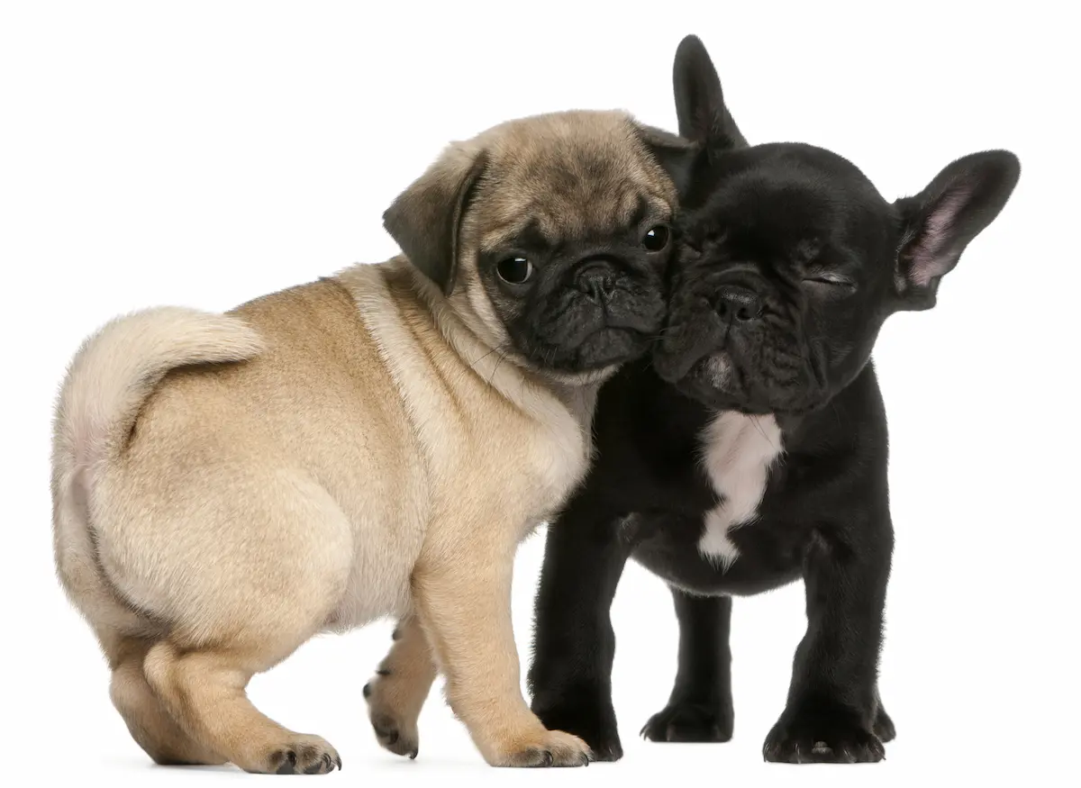 pug and french bulldog puppies rubbing heads together