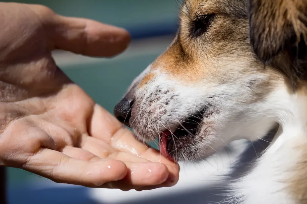 dog licking hand up close