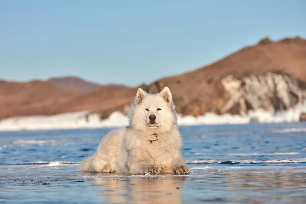 Samoyed, or a "shoob", sitting on icy tundra