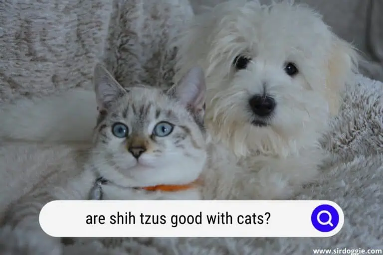 Are Shih Tzus Good With Cats? [ANSWERED]