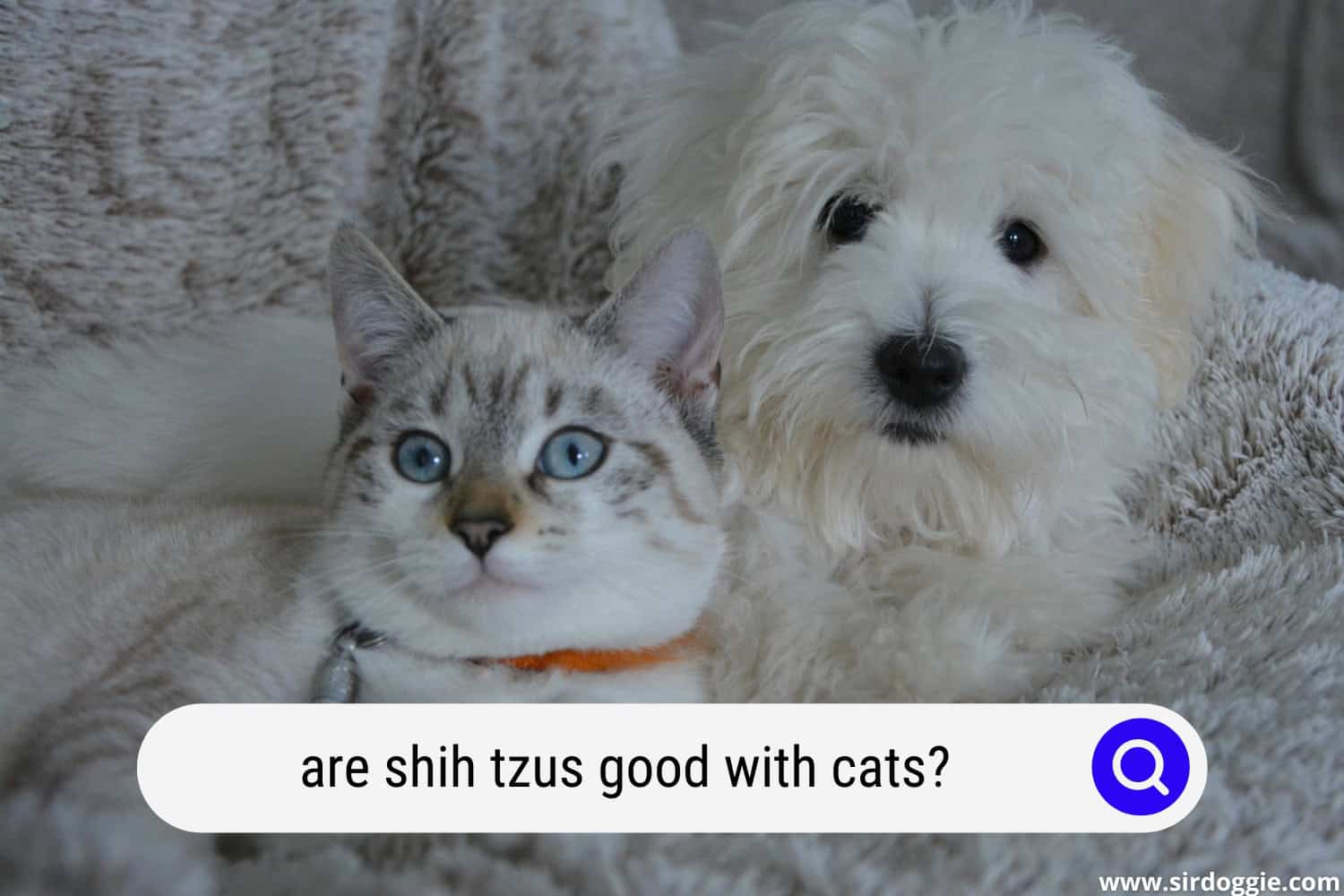 Are Shih Tzus Good With Cats? [ANSWERED] - SirDoggie.com