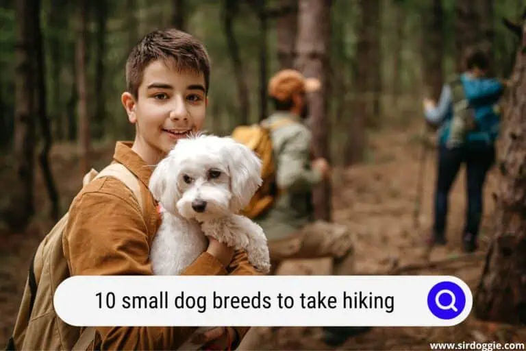 10 Small Dog Breeds To Take Hiking