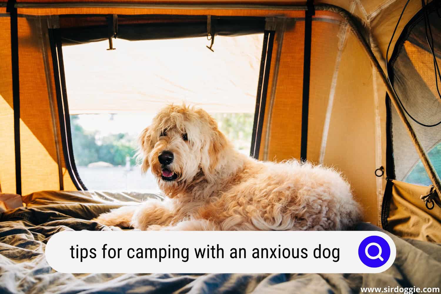 12 Tips For Camping With an Anxious Dog